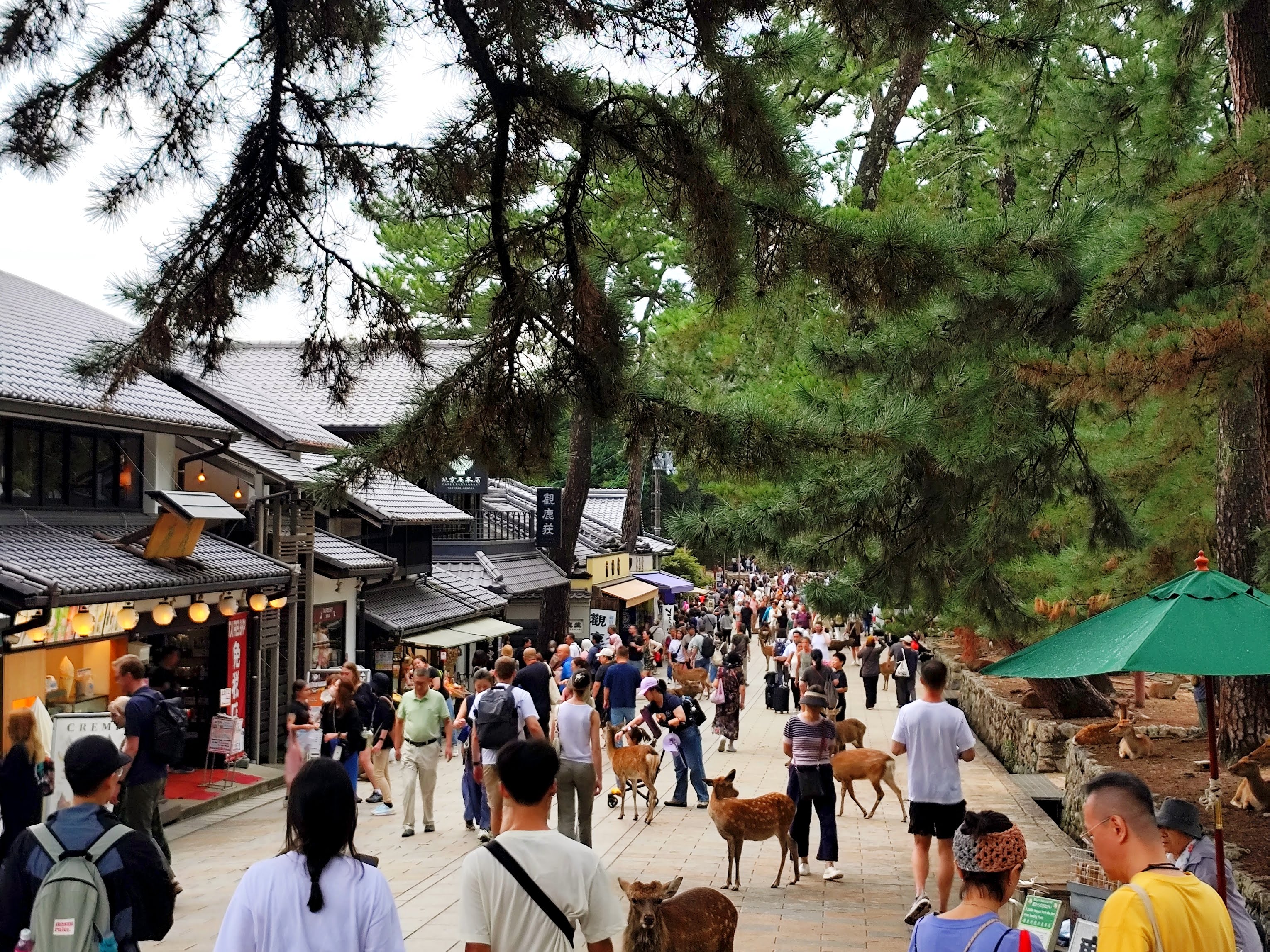 Rue commerçante du parc de Nara avec les daims en liberté