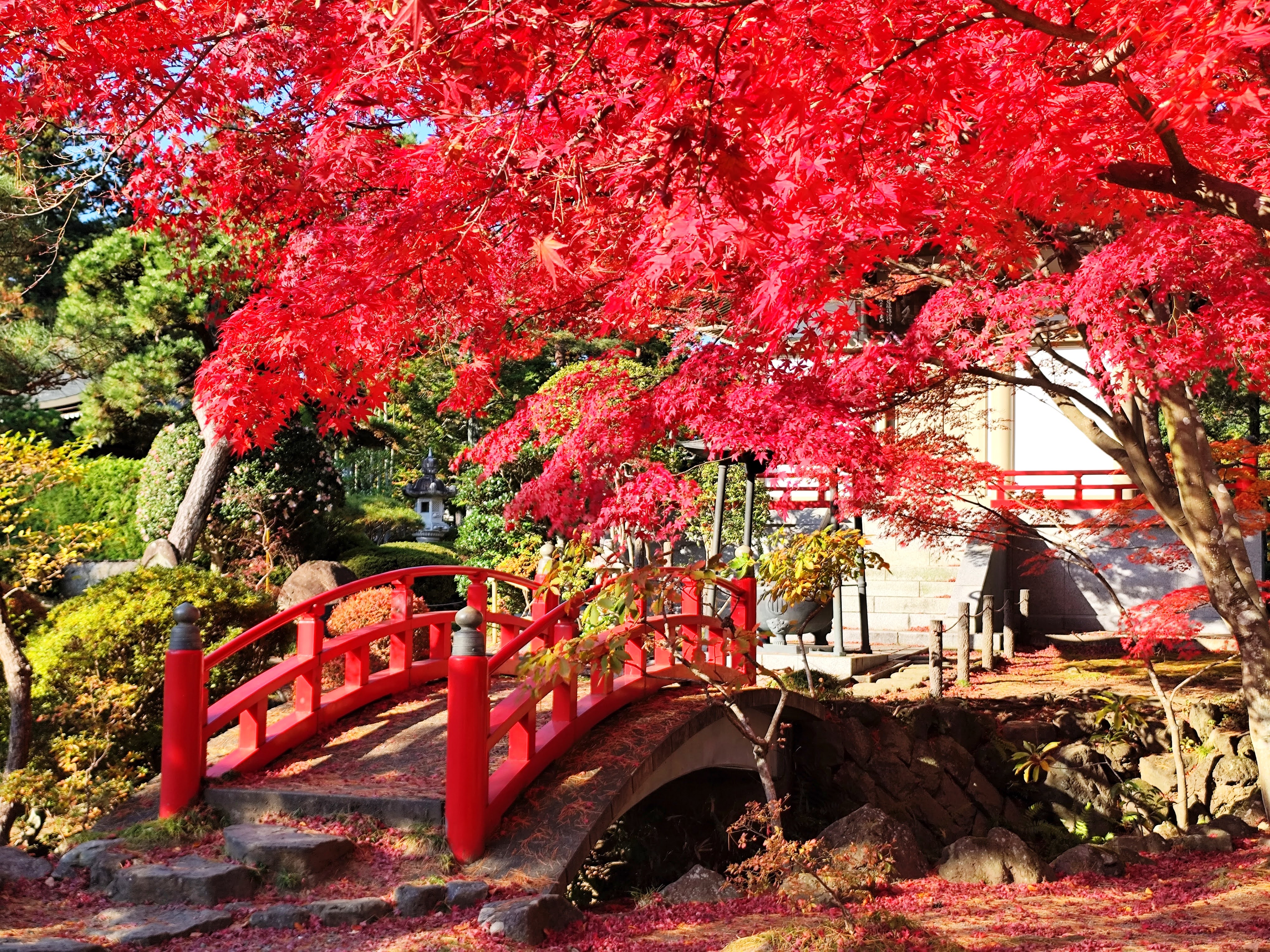 Pont rouge sous les érables rouges à Sendai